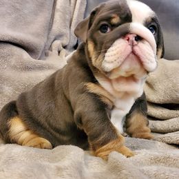 Bulldog Puppies from Bayside Bullies