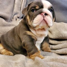 Bulldog Puppies from Bayside Bullies