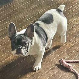 French Bulldogs from Evan Congleton's French Bulldogs