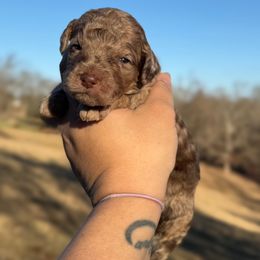 Hazelnut - Merle male Sheepadoodle puppy in Greeneville, Tennessee from Smokey Mountain Sheepadoodles