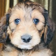 Goldendoodles and Irish Doodles from PollyWally Doodle
