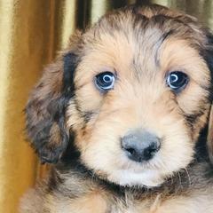 Goldendoodles and Irish Doodles from PollyWally Doodle