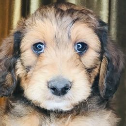 Goldendoodles and Irish Doodles from PollyWally Doodle