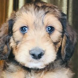 Goldendoodles and Irish Doodles from PollyWally Doodle