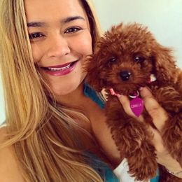 Poodle Puppies from Premier Poodle