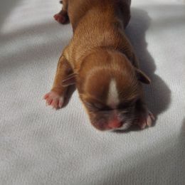 Diamond - Sable and white female Shih Tzu puppy in Boston, Massachusetts from NFST IMPERIAL SHIHTZU PUPPIES