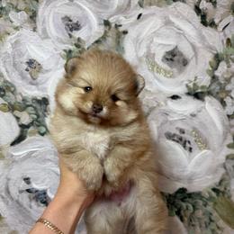 Maylee - Chocolate sable female Pomeranian puppy in Phoenix, Arizona from Luxpomz