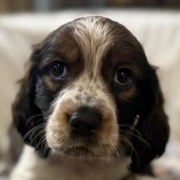 Waylon - Black white and tan male English Springer Spaniel puppy in Comer, Georgia from Stratton Spaniels