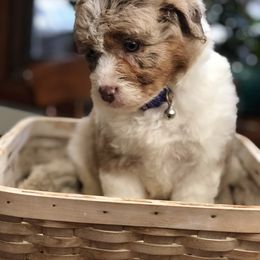 Aussiedoodle Puppies from Ohana Companions