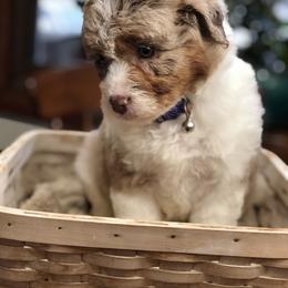 Aussiedoodle Puppies from Ohana Companions