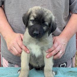 Thrascias - Gray fawn female Anatolian Shepherd Dog puppy in Rapid River, Michigan from Echolight Australian Shepherds
