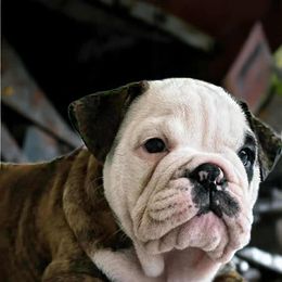 Boston Terrier, Bulldog, and French Bulldog Puppies from Willamette Valley Bullies