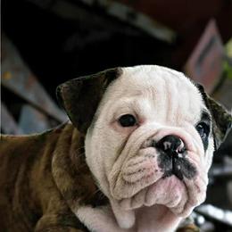 Boston Terrier, Bulldog, and French Bulldog Puppies from Willamette Valley Bullies