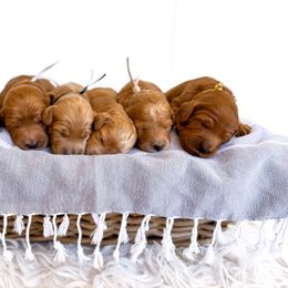 Goldendoodle puppies from Space Coast Doodle Co.