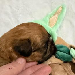 Yoda - Red male Brussels Griffon puppy in Seneca, Missouri from Stephanie’s Puppy Colony