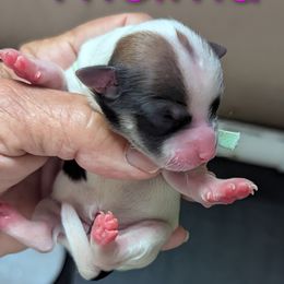 Thelma - Fawn female Havanese puppy in Spring Lake, Michigan from Chaenzo