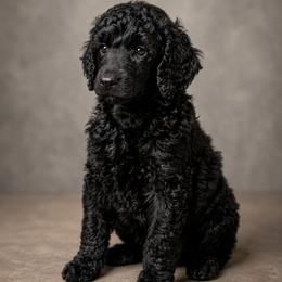 Edmund - Phantom male Poodle puppy in Spring Hills, Florida from The Olympus Standard Poodle