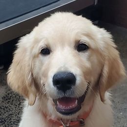 Orange - Golden female Golden Retriever puppy in Madison, Alabama from The Golden Court