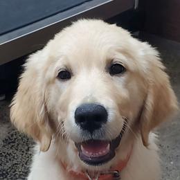 Orange - Golden female Golden Retriever puppy in Madison, Alabama from The Golden Court