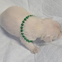 White Boy 1 Cooper - White male Miniature Schnauzer puppy in Spring Hill, Florida from Suncoast Miniature Schnauzers