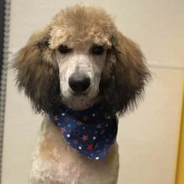 Poodles from Upstate Standards
