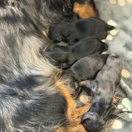 Boy 1 - Red male Dachshund puppy in Bowling Green, Kentucky from Dachshunds of the Valley