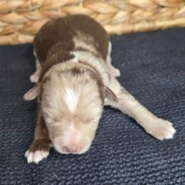 Marilyn Monroe - Red merle female Miniature Australian Shepherd puppy in Paris, Texas from Blue Envy Mini Aussies