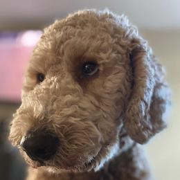 Double Doodles and Goldendoodles from Red White and Doodle