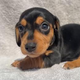 Roczen - Black and tan male Dachshund puppy in Warm Springs, Arkansas from Seven Hills Arkansas