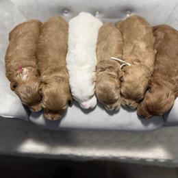 Female 5 pick - Apricot female Goldendoodle puppy in Mona, Utah from Hearts Full of Puppies