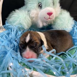 Lamb - Red male Pembroke Welsh Corgi puppy in Barstow, California from Caldwell’s Corgis of Southern California