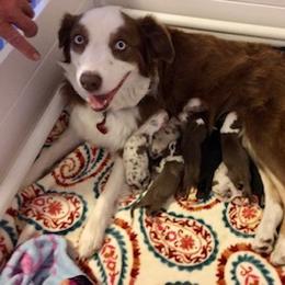 Australian Shepherd Puppies from LL Farm Australian Shepherds