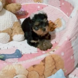 Yorkshire Terrier Puppies from Twilights Yorkies FL
