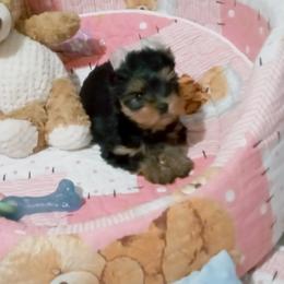 Yorkshire Terrier Puppies from Twilights Yorkies FL