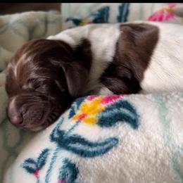 Mocha - Liver roan female German Shorthaired Pointer puppy in Enfield, North Carolina from Fishing Creek GSP