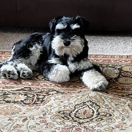 Miniature Schnauzer Puppies from Pierhaus Minature Schnauzers