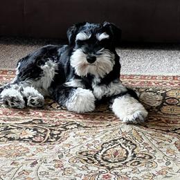 Miniature Schnauzer Puppies from Pierhaus Minature Schnauzers