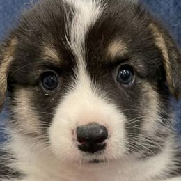 American Corgis, Cardigan Welsh Corgis, and Pembroke Welsh Corgis from Shadey Lane Corgis