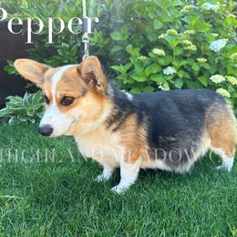 Pepper - Pembroke Welsh Corgi