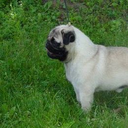 Pugs from Double D’s Pugs