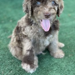 Goldendoodle Puppies from DM Hilltop FURfamily