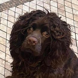 Kamie - Cocker Spaniel