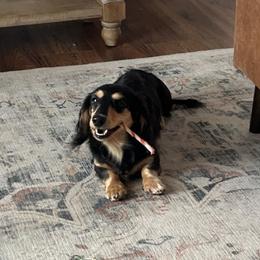 Rumor - Dachshund