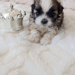 Imperial Tiny small Tri color boy - Black and tan male Shih Tzu puppy in Paradise, California from Richview Shihtzu