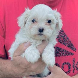 Tanya - female Shihpoo puppy in Milton Freewater, Oregon from Doodlesrfun