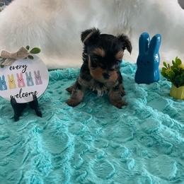 Charlie - Blue and gold male Yorkshire Terrier puppy in Belpre, Ohio from Blackwoods Yorkies