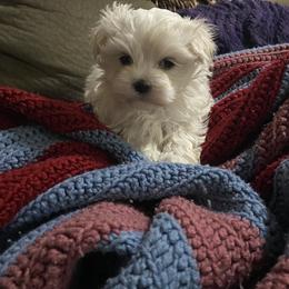 Dancer's boy - White male Maltese puppy in Billingsley, Alabama from Euphoria Maltese