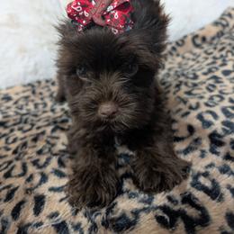 Cooper - Liver male Yorkshire Terrier puppy in Gaylesville, Alabama from Sweet Alabama Yorkies
