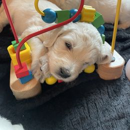Bernedoodle and Goldendoodle Puppies from White Oak