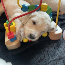 Bernedoodle and Goldendoodle Puppies from White Oak